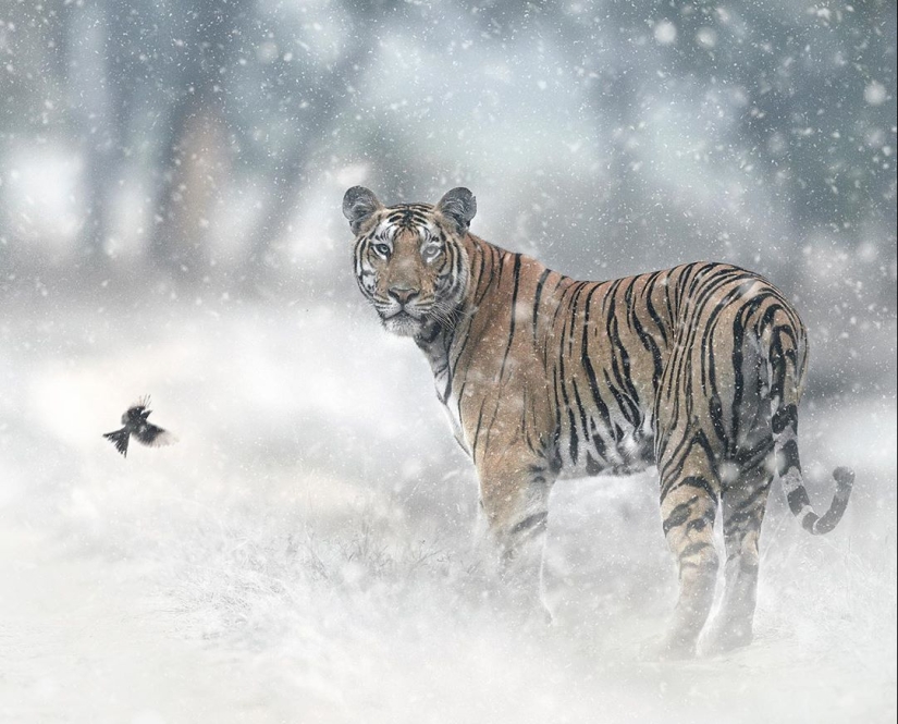 The wild beauty of big cats on pictures of Shaza Jung