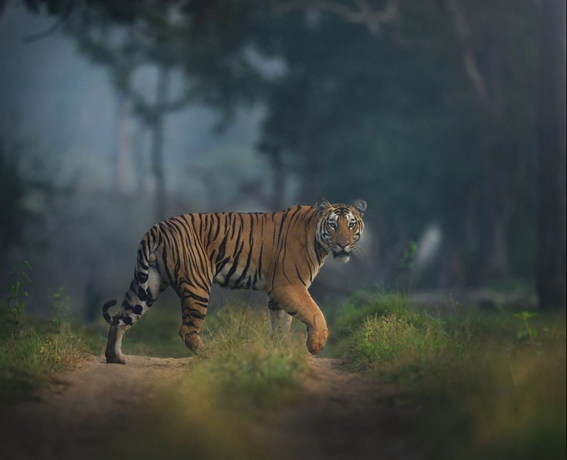 The wild beauty of big cats on pictures of Shaza Jung