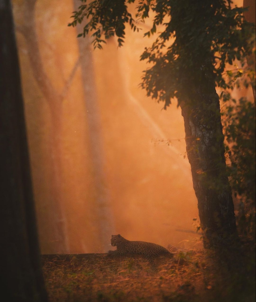 The wild beauty of big cats on pictures of Shaza Jung