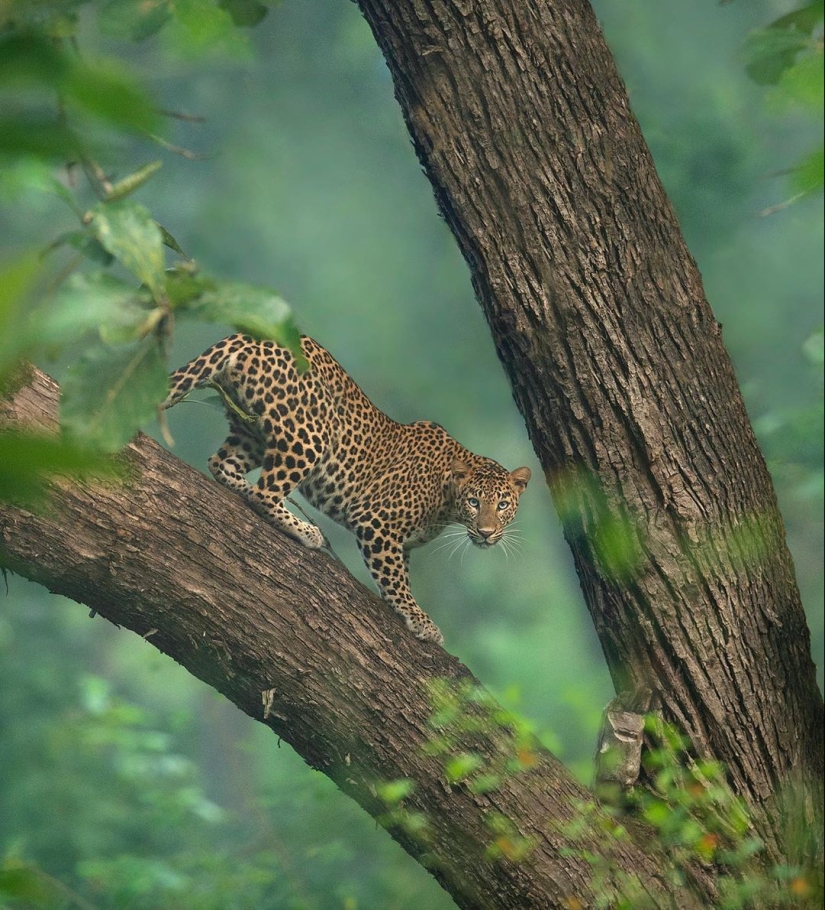 The wild beauty of big cats on pictures of Shaza Jung