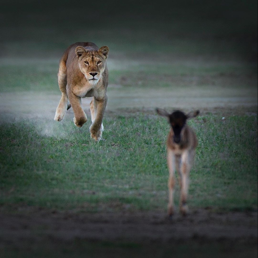 The wild beauty of big cats on pictures of Shaza Jung