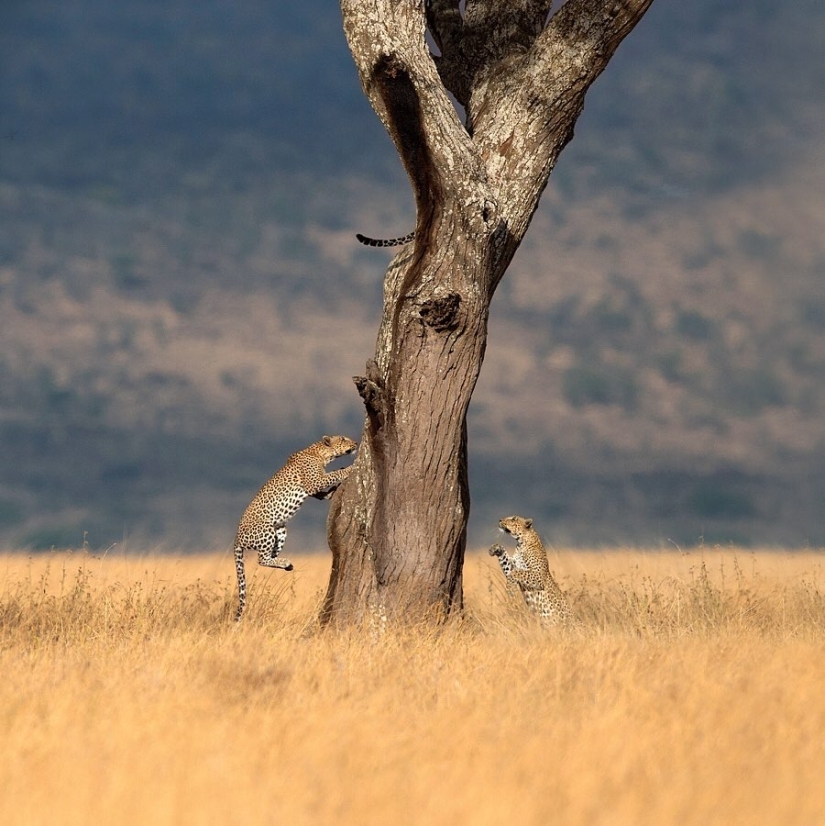 The wild beauty of big cats on pictures of Shaza Jung