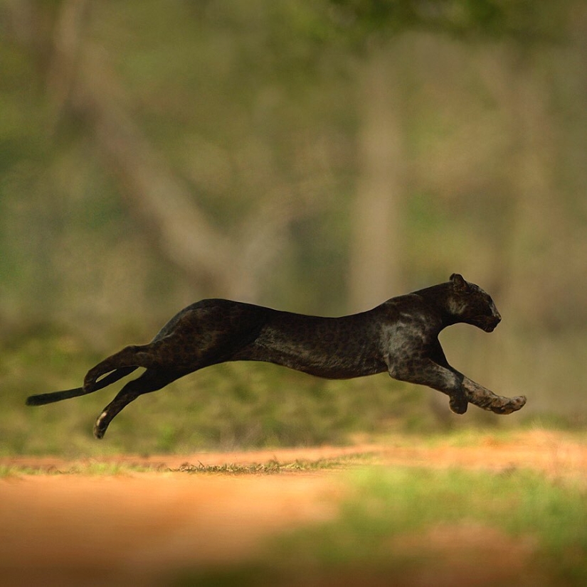 The wild beauty of big cats on pictures of Shaza Jung