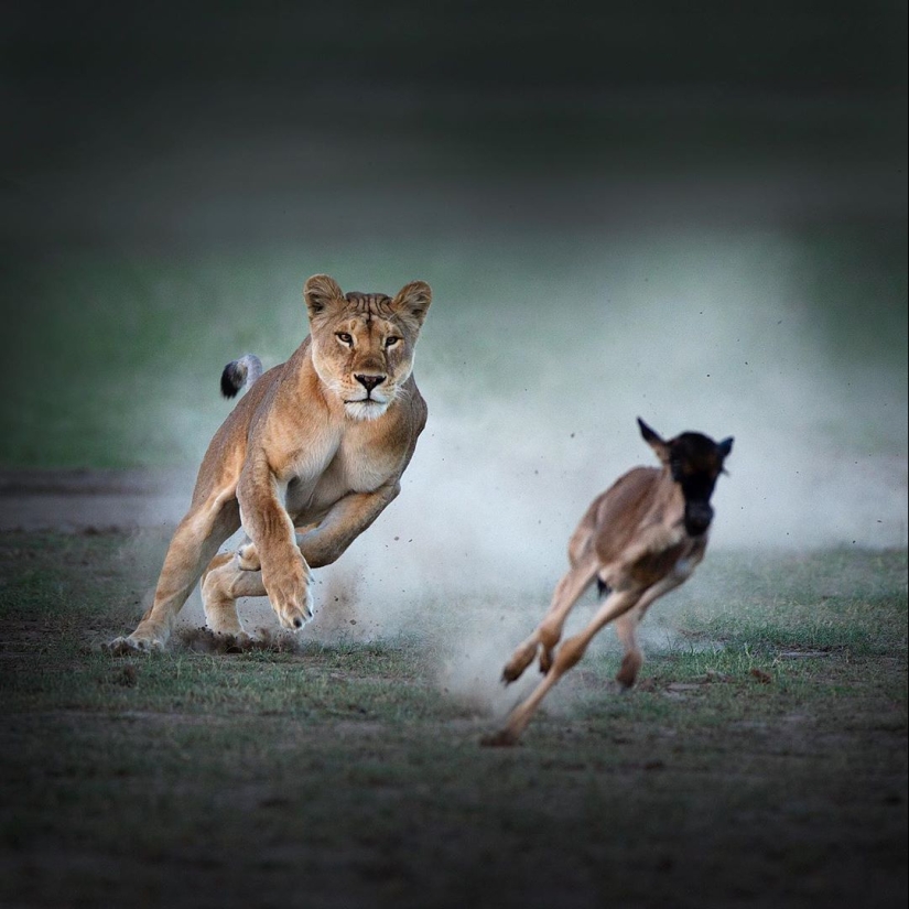 The wild beauty of big cats on pictures of Shaza Jung