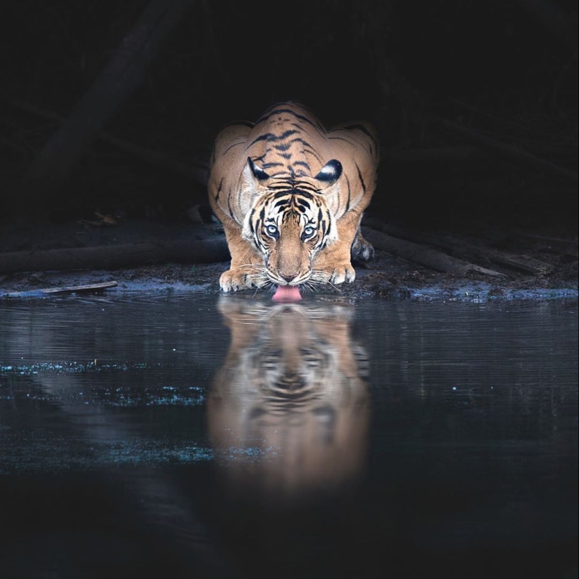 The wild beauty of big cats on pictures of Shaza Jung