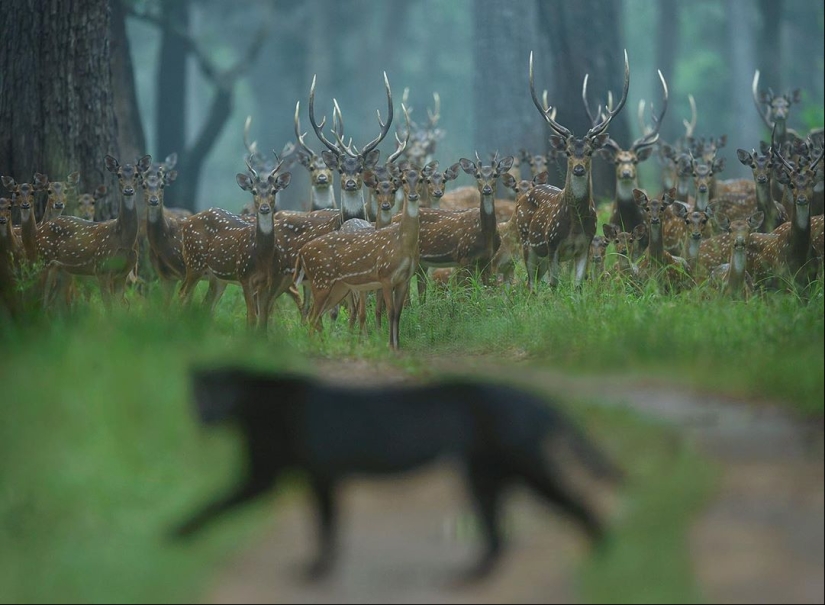 The wild beauty of big cats on pictures of Shaza Jung