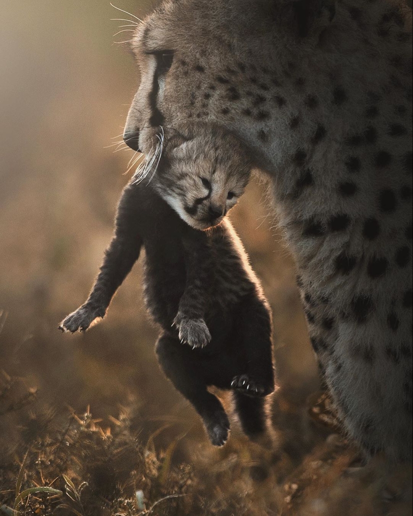 The wild beauty of big cats on pictures of Shaza Jung