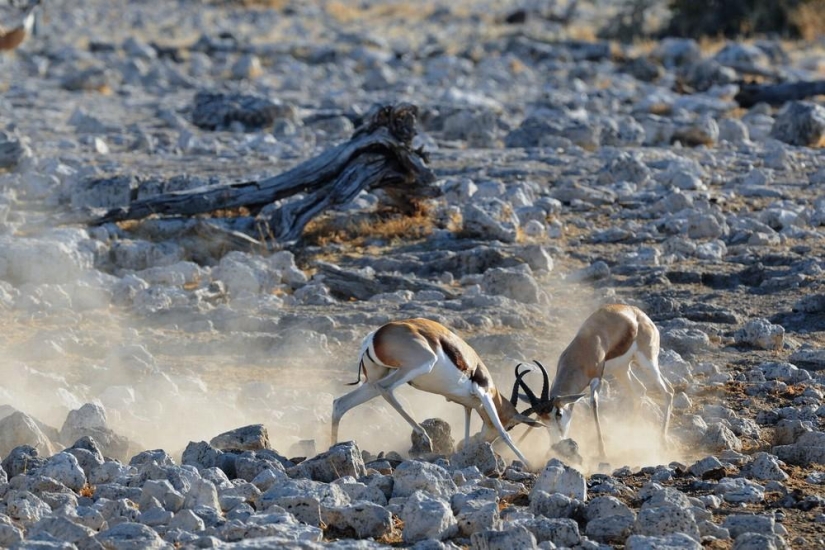 The Wild Side of Africa