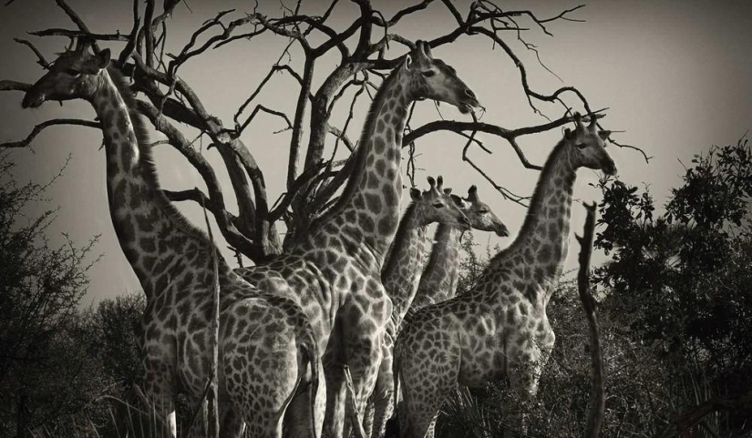 The Wild Side of Africa