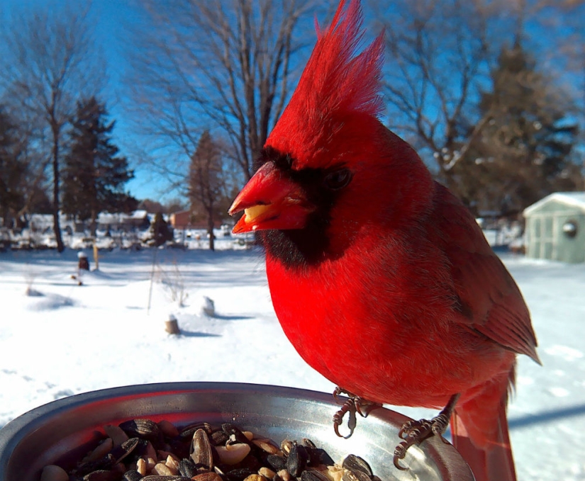 The woman baited the birds and makes stunning portraits while they eat