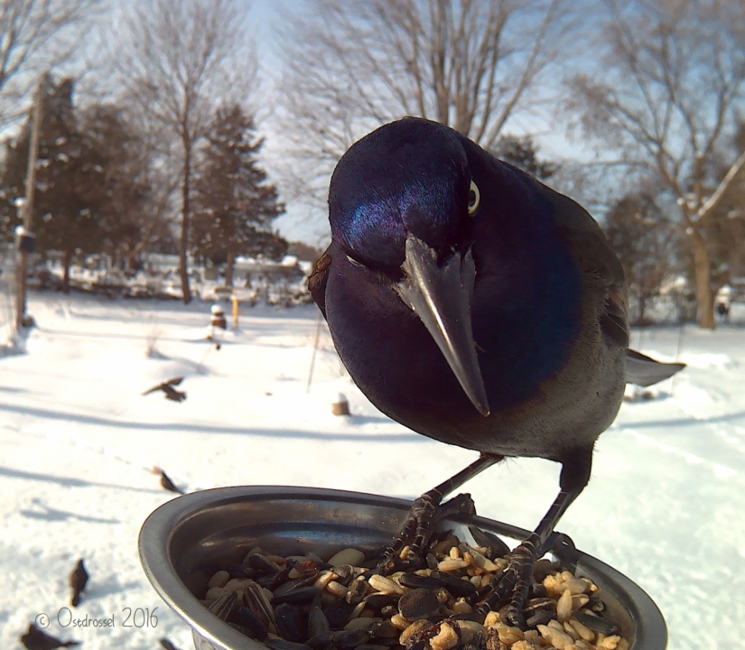 The woman baited the birds and makes stunning portraits while they eat