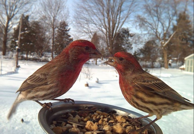 The woman baited the birds and makes stunning portraits while they eat