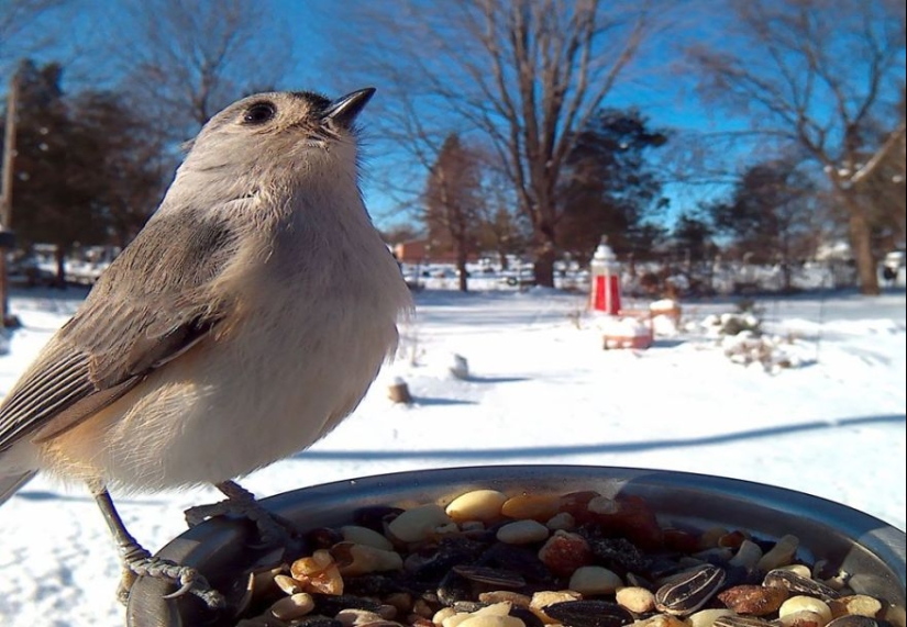 The woman baited the birds and makes stunning portraits while they eat