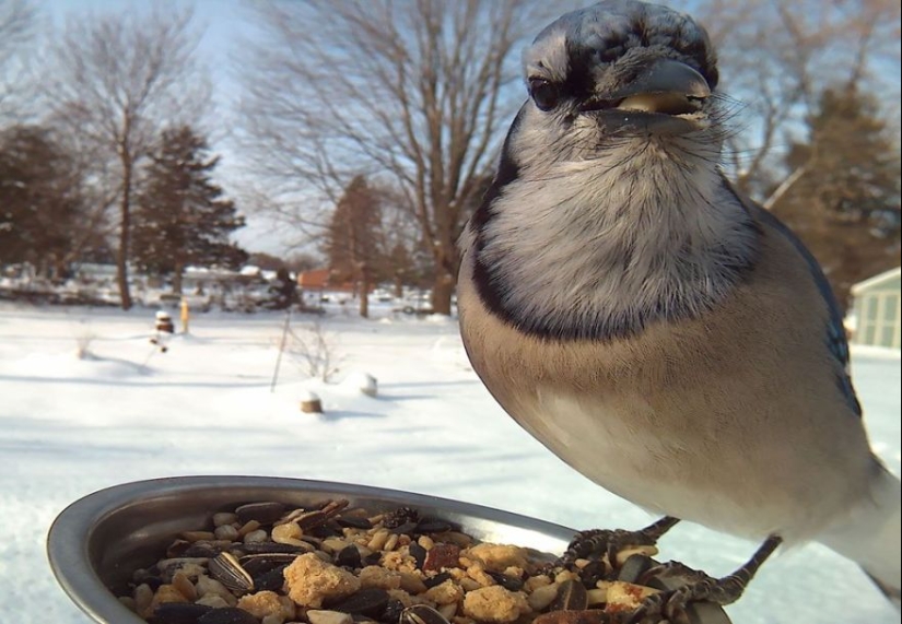 The woman baited the birds and makes stunning portraits while they eat