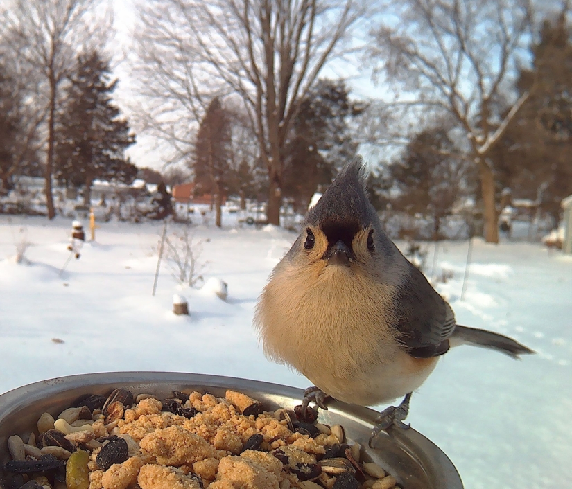 The woman baited the birds and makes stunning portraits while they eat