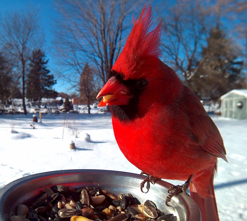 The woman baited the birds and makes stunning portraits while they eat