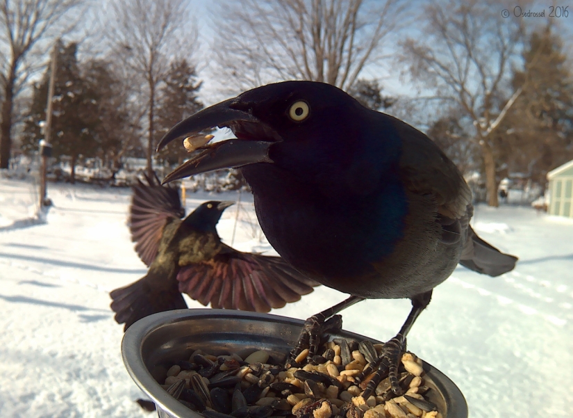 The woman baited the birds and makes stunning portraits while they eat