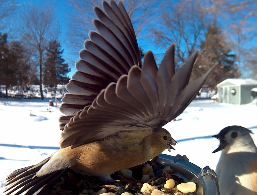 The woman baited the birds and makes stunning portraits while they eat