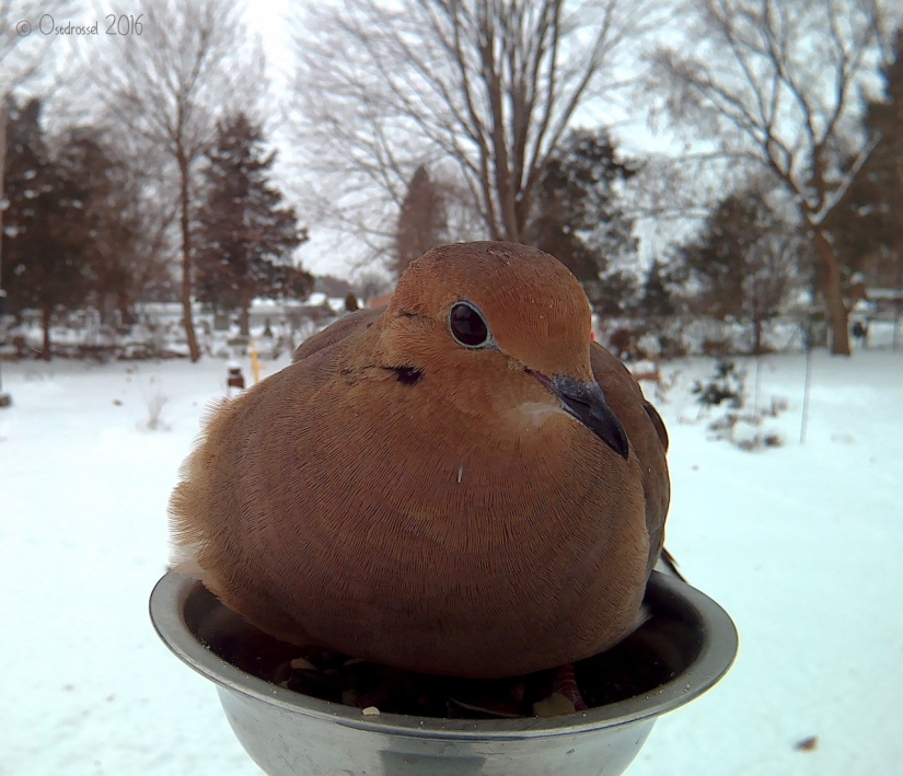 The woman baited the birds and makes stunning portraits while they eat