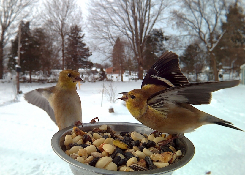 The woman baited the birds and makes stunning portraits while they eat