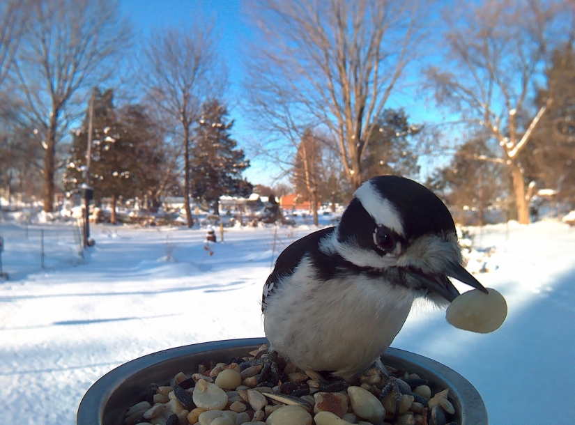 The woman baited the birds and makes stunning portraits while they eat