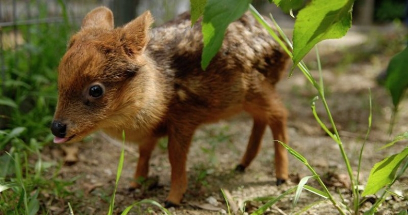 The world of mimic babies: who is pudu and what does he face with a codecode