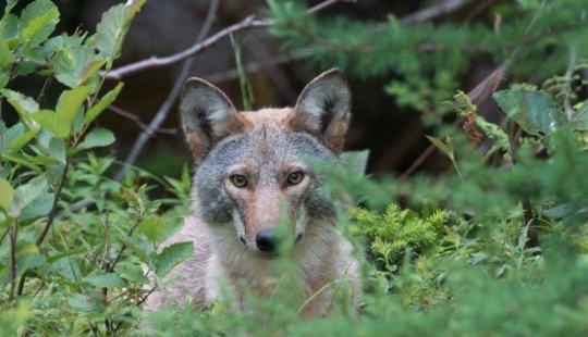 There are already more than a million of them: people have created a new predator that is taking over the northeast of the USA