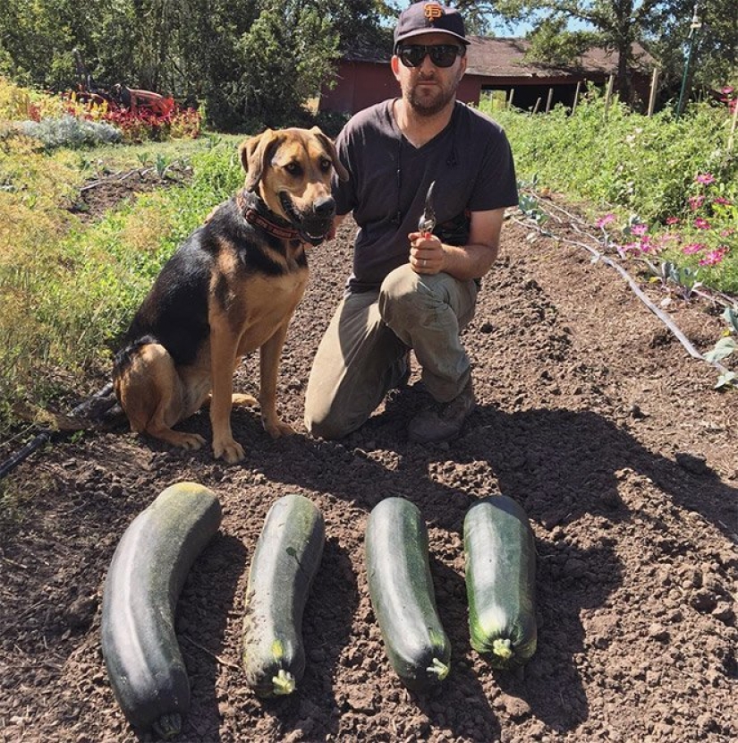 There is a hunt for carrots, or Gardeners with their glorious trophies