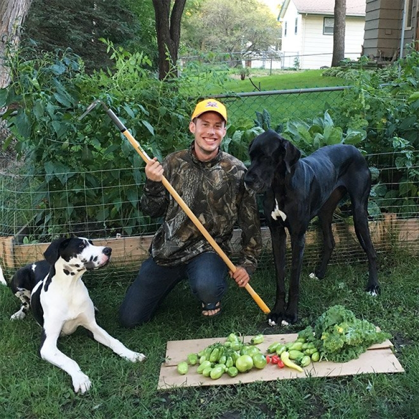 There is a hunt for carrots, or Gardeners with their glorious trophies