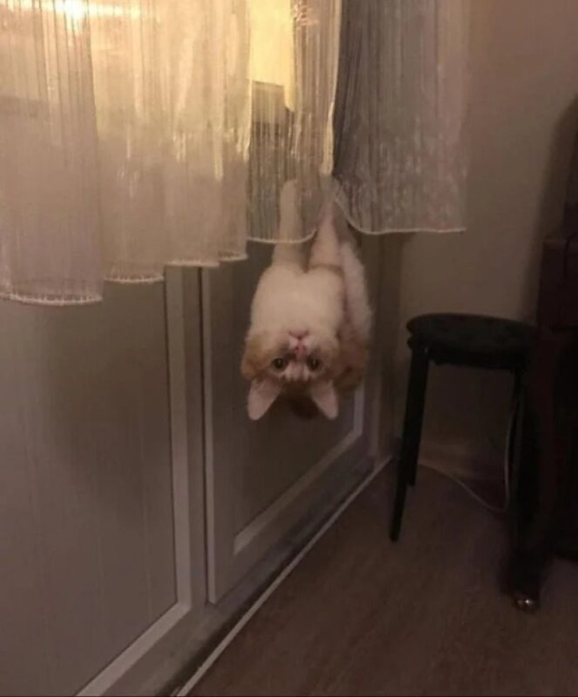 There is no attraction anymore: 30 cats who wanted to spit on the laws of physics