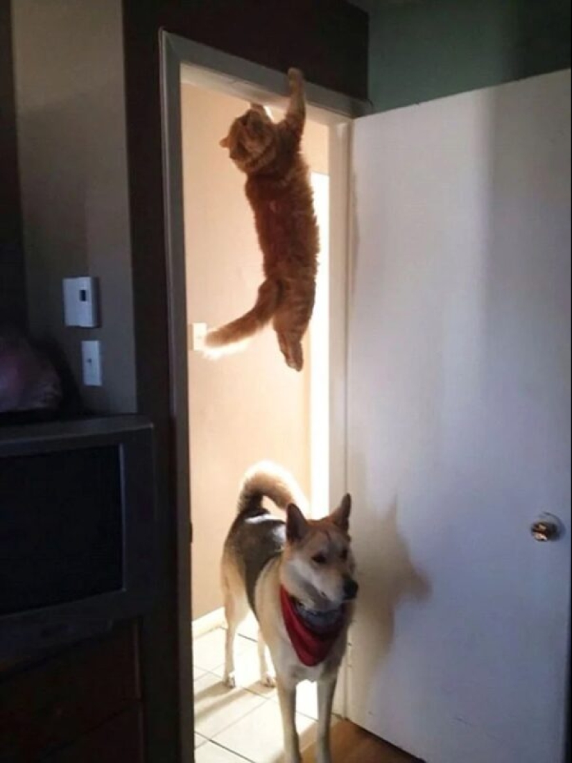 There is no attraction anymore: 30 cats who wanted to spit on the laws of physics