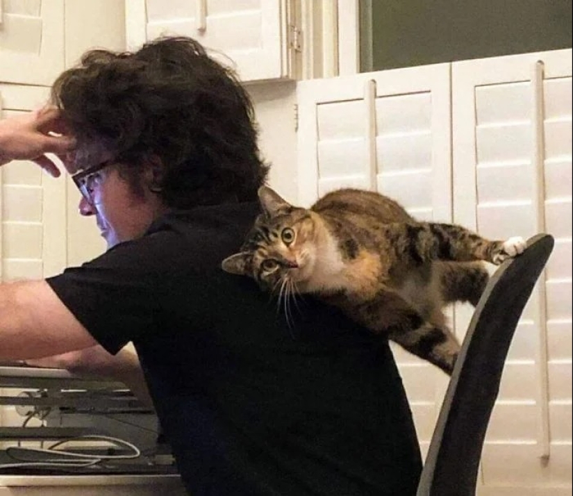 There is no attraction anymore: 30 cats who wanted to spit on the laws of physics