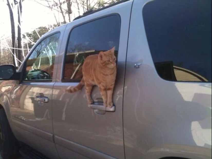 There is no attraction anymore: 30 cats who wanted to spit on the laws of physics