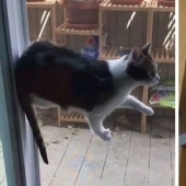 There is no attraction anymore: 30 cats who wanted to spit on the laws of physics