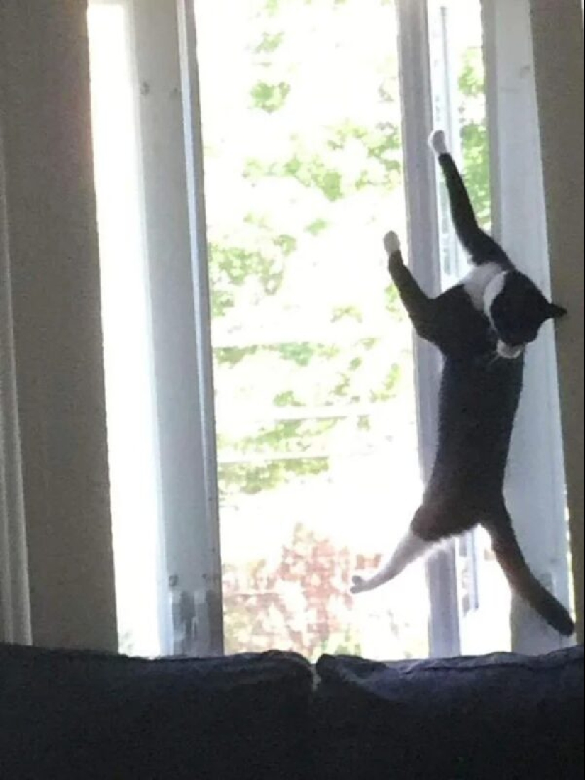 There is no attraction anymore: 30 cats who wanted to spit on the laws of physics