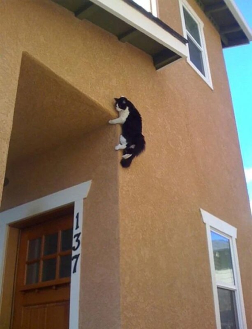 There is no attraction anymore: 30 cats who wanted to spit on the laws of physics