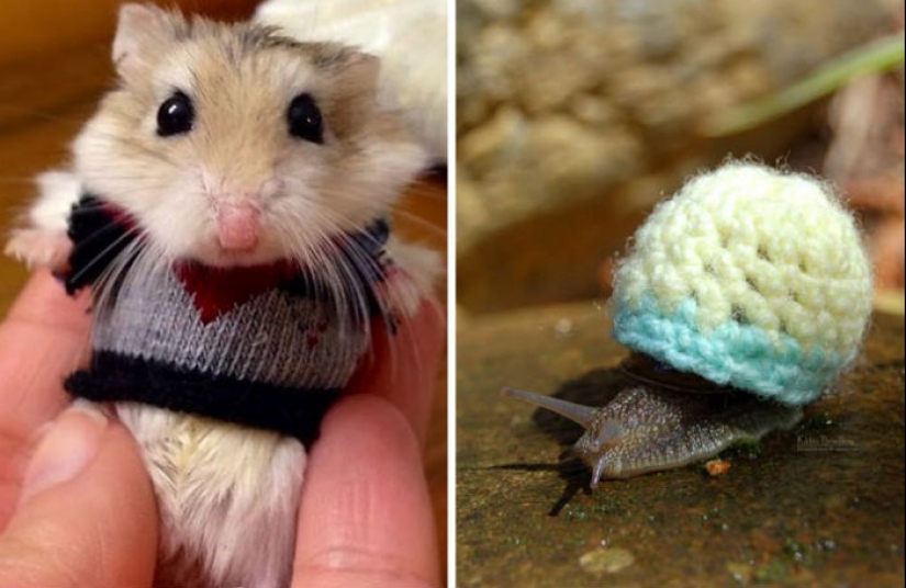 These 20 photos of insanely cute animals in sweaters will keep you warm