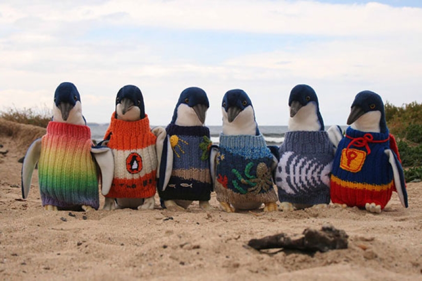 These 20 photos of insanely cute animals in sweaters will keep you warm