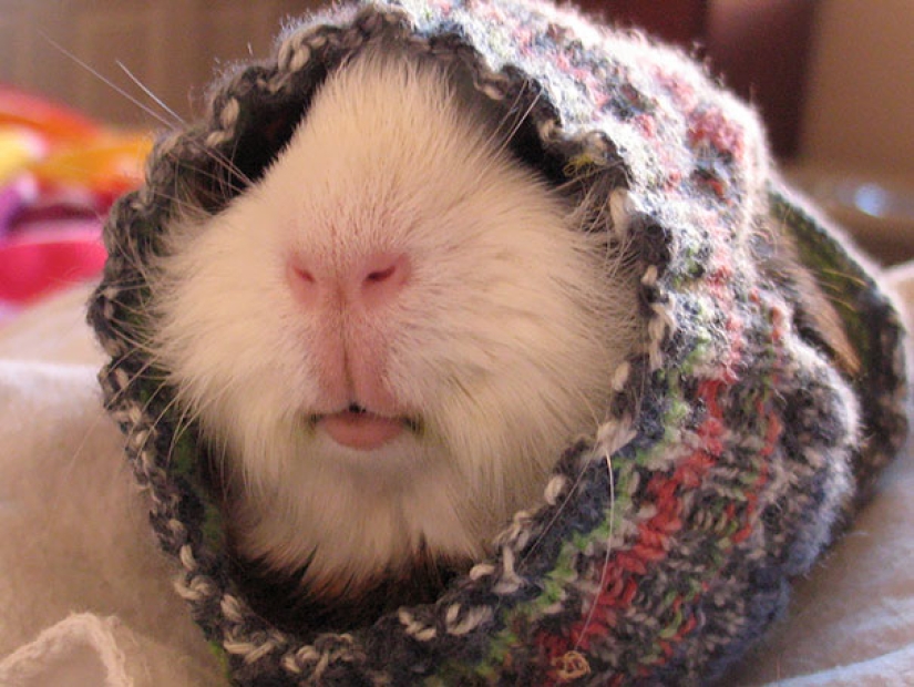 These 20 photos of insanely cute animals in sweaters will keep you warm