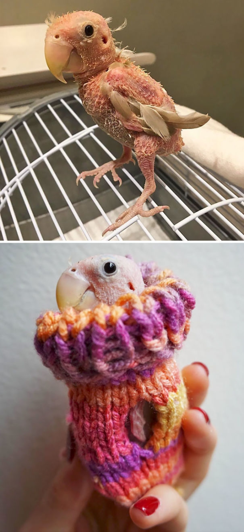 These 20 photos of insanely cute animals in sweaters will keep you warm