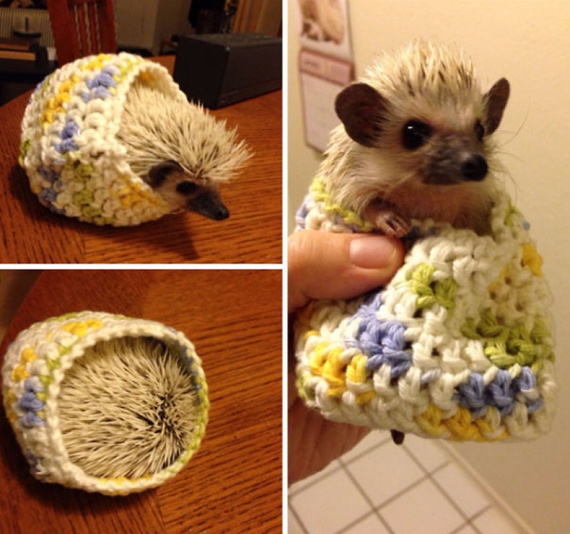 These 20 photos of insanely cute animals in sweaters will keep you warm