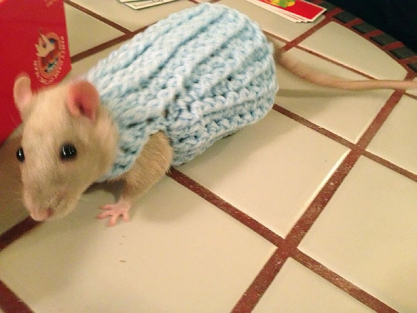 These 20 photos of insanely cute animals in sweaters will keep you warm