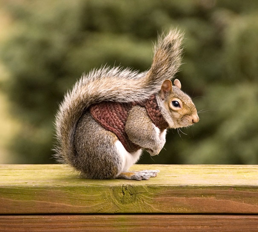 These 20 photos of insanely cute animals in sweaters will keep you warm