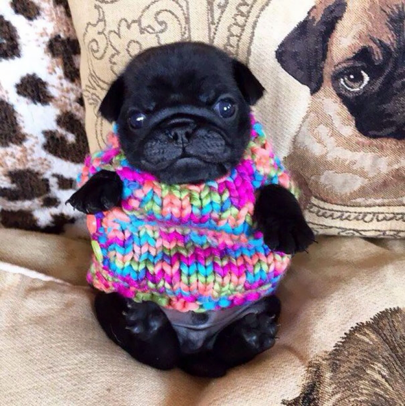 These 20 photos of insanely cute animals in sweaters will keep you warm