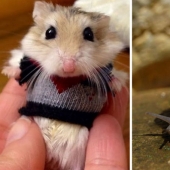 These 20 photos of insanely cute animals in sweaters will keep you warm