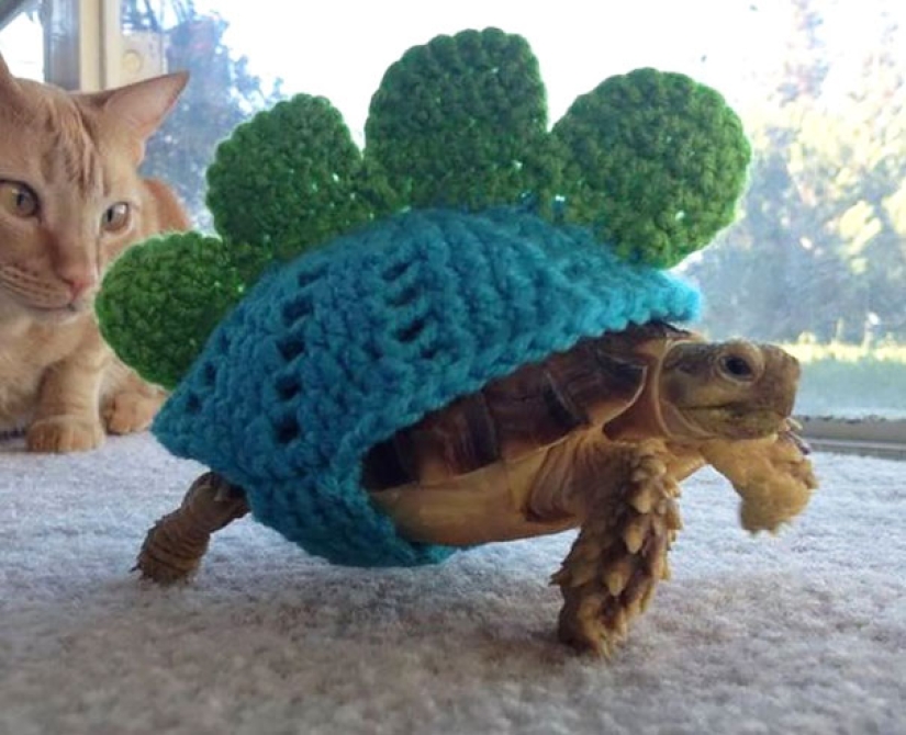 These 20 photos of insanely cute animals in sweaters will keep you warm