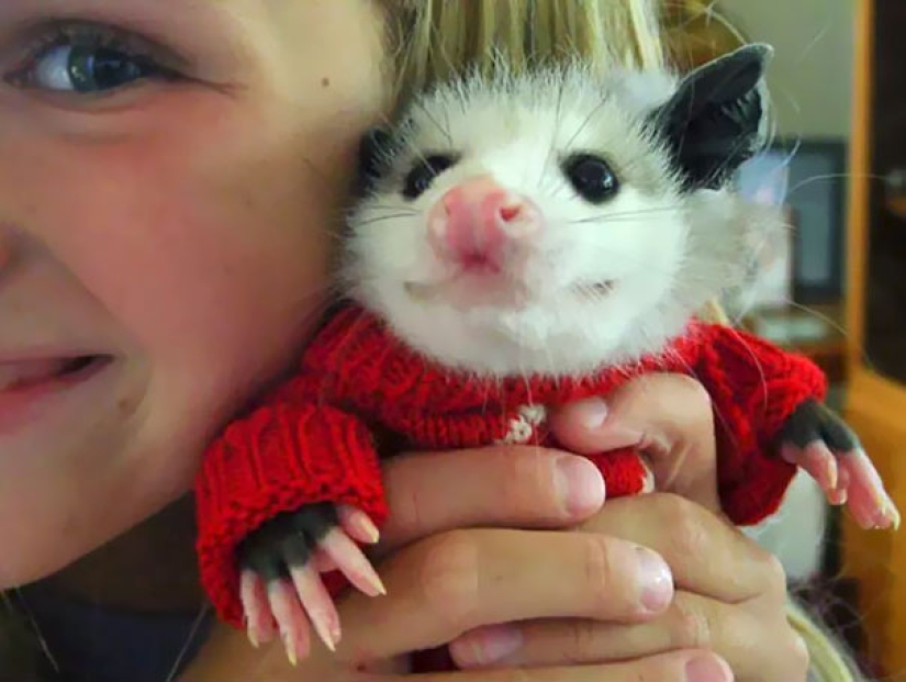 These 20 photos of insanely cute animals in sweaters will keep you warm