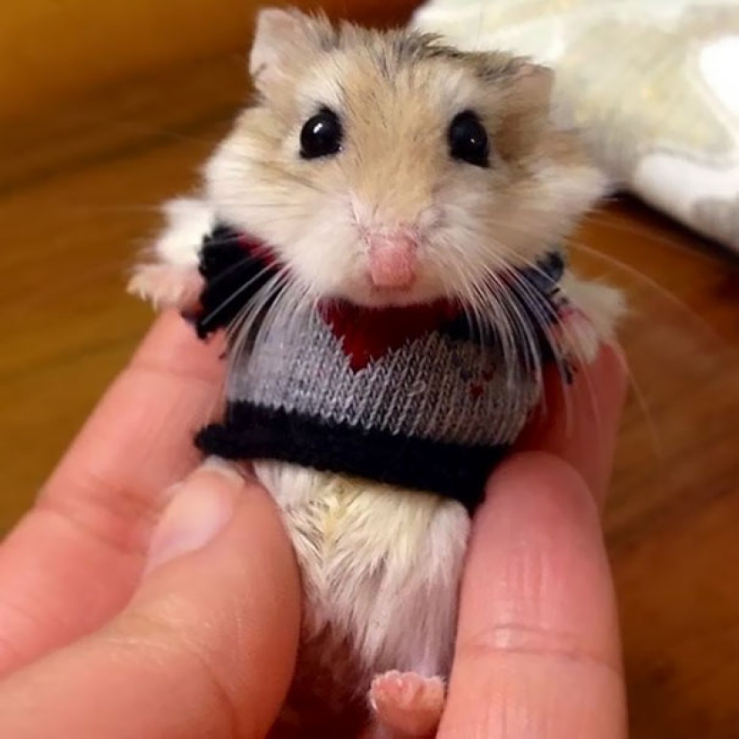 These 20 photos of insanely cute animals in sweaters will keep you warm