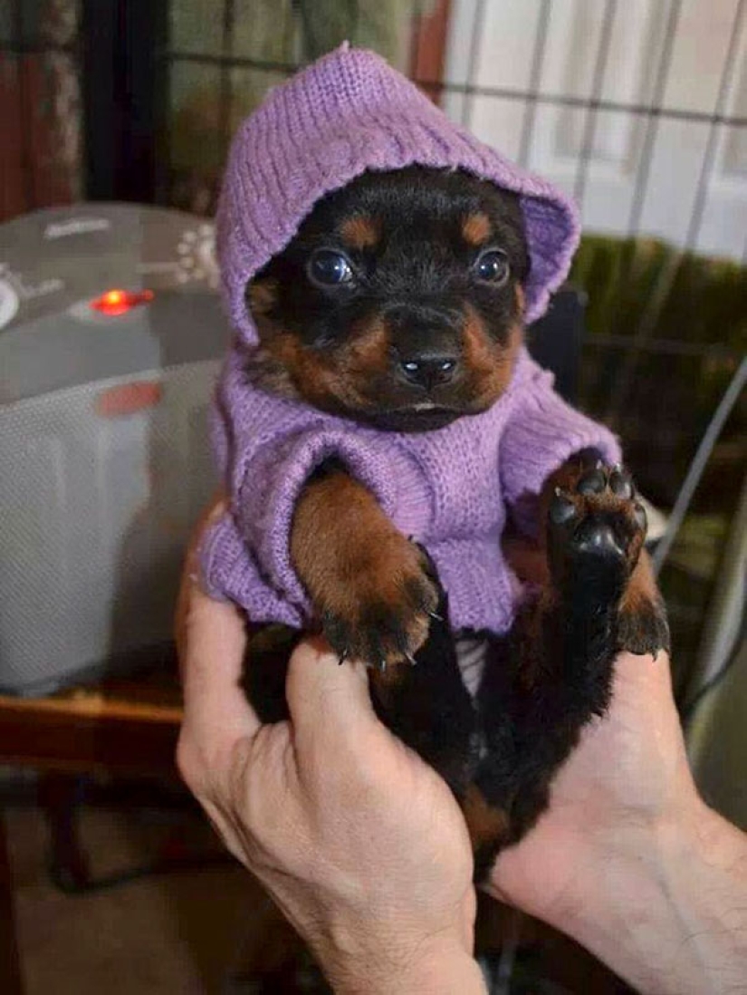 These 20 photos of insanely cute animals in sweaters will keep you warm