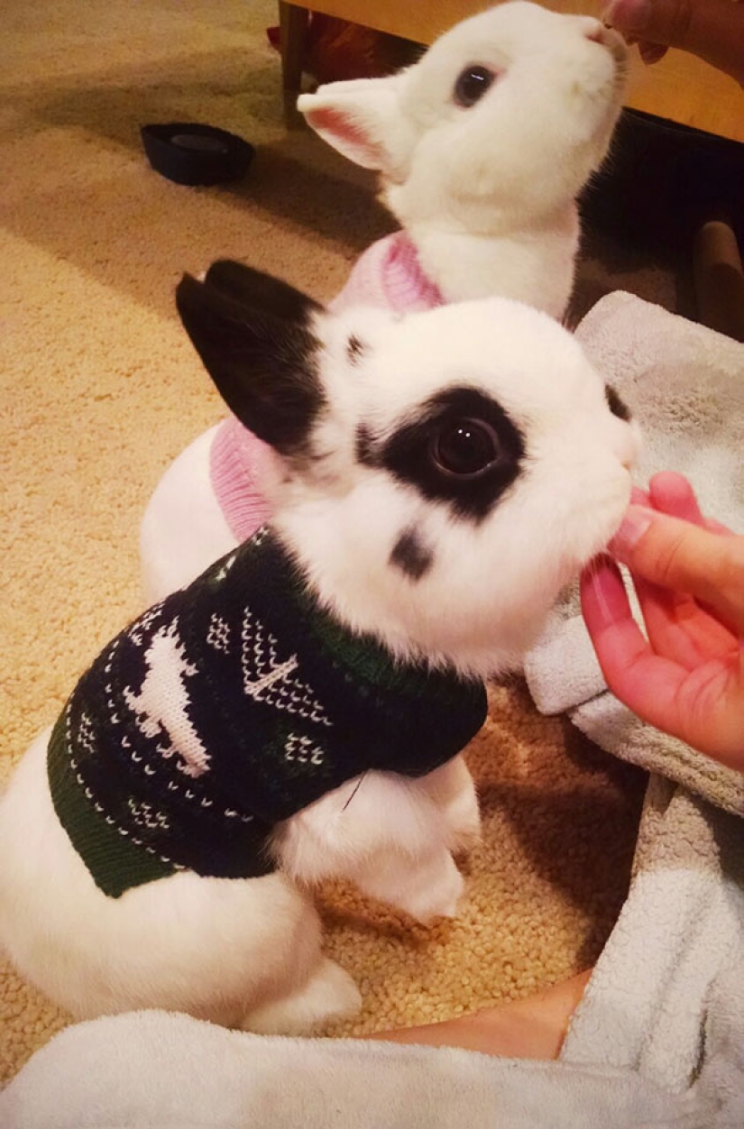 These 20 photos of insanely cute animals in sweaters will keep you warm